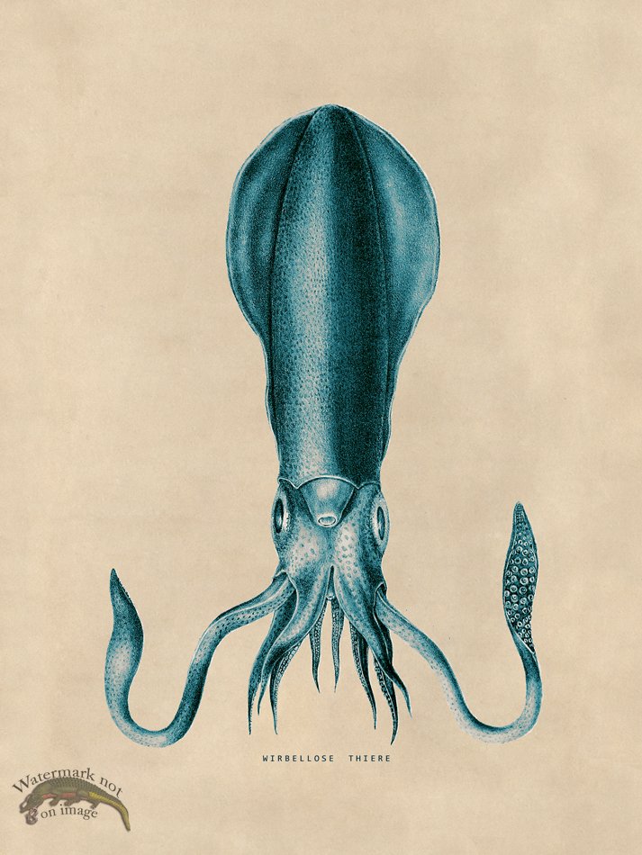 (image for) Octopus Teal 27