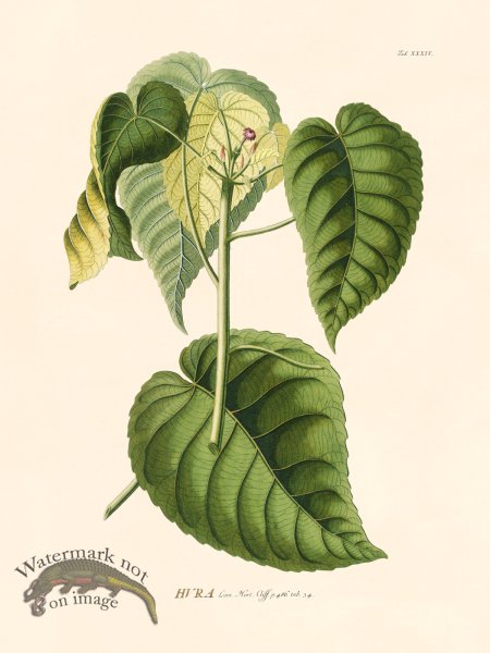 (image for) Trew Botanical 34