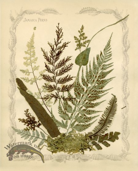 (image for) Jamaican Fern 03