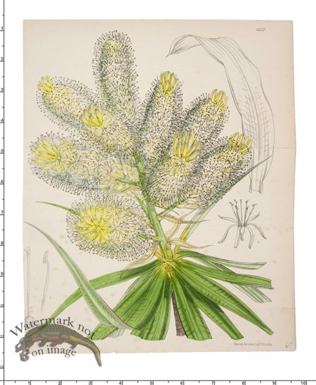 (image for) Curtis Botanical 058