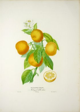 (image for) Des Orangers 02