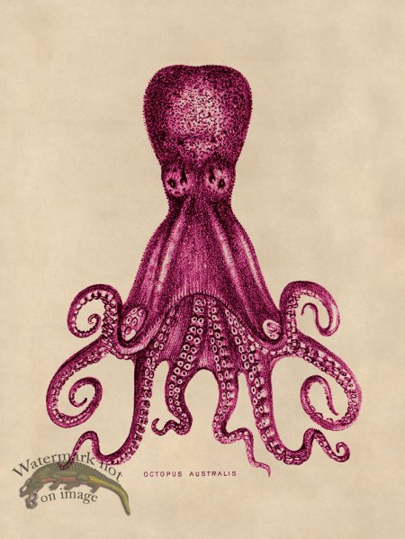 (image for) Octopus Pink 15