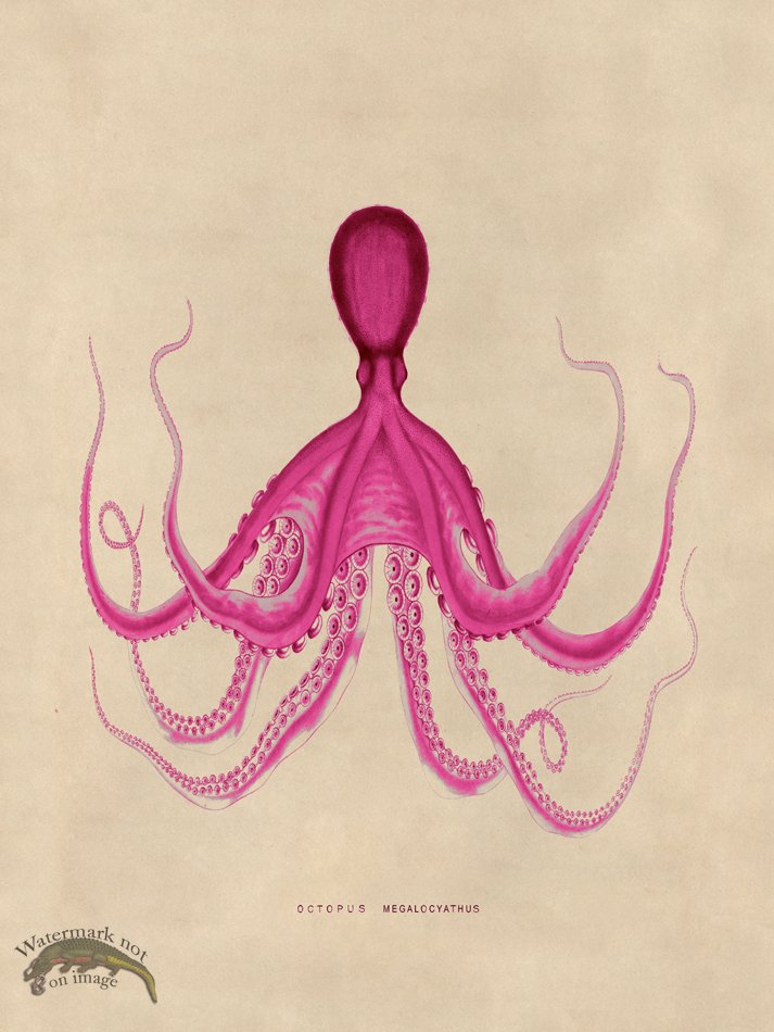 (image for) Octopus Pink 19