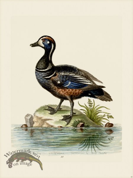 (image for) Edwards 099 Dufky and Spotted Duck