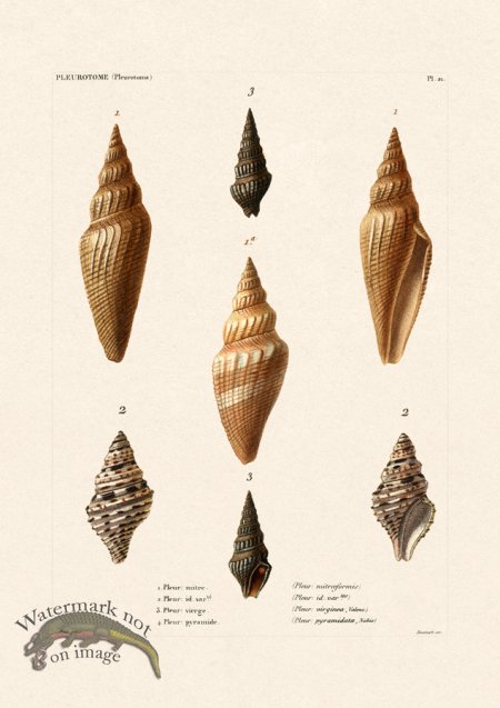 (image for) French Shell 021