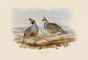 16 Califorian partridge