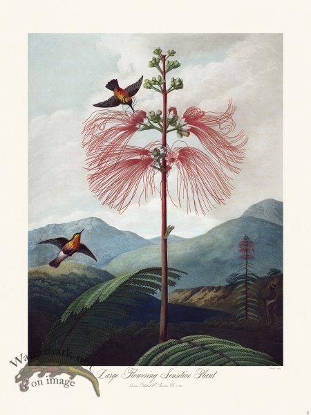 (image for) 17 Large Flowering Sensitive Plant