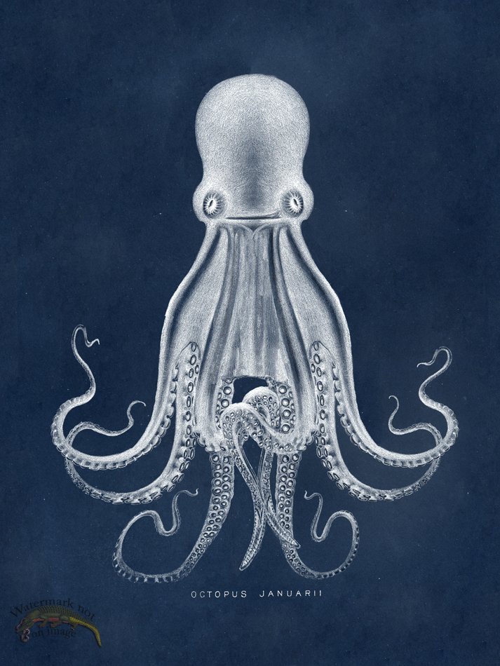 (image for) Octopus Blue 07