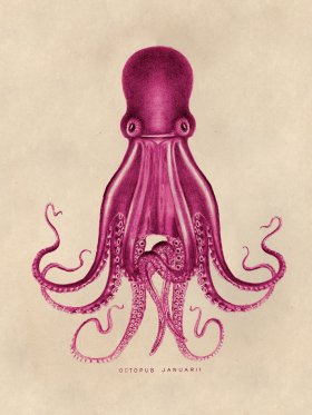 Octopus Pink 07