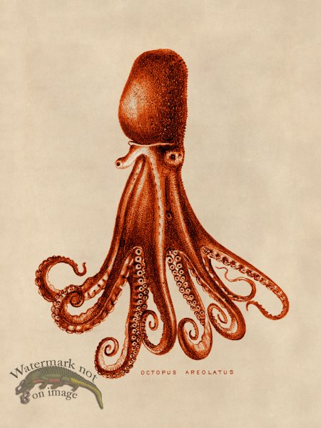 (image for) Octopus Orange 14