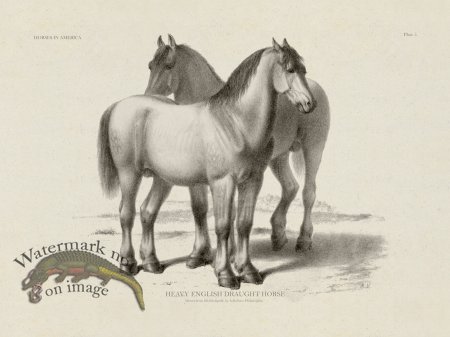 (image for) English Draught Horse