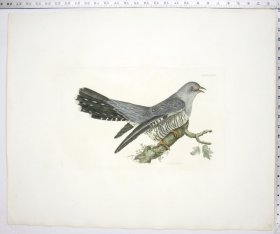 (image for) Cuckoo