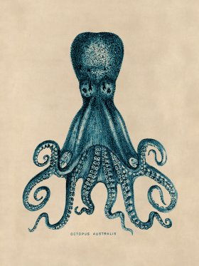 Octopus Teal 15