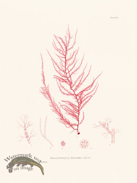 (image for) Bradbury Seaweed 025