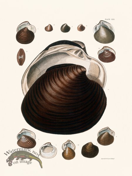 (image for) Cpt Brown Shell 13