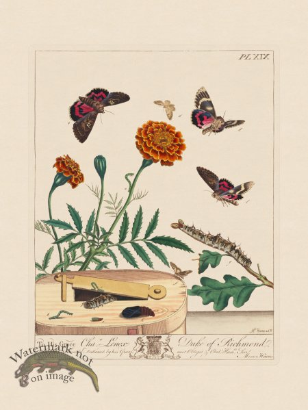 (image for) Moses Harris Insects 19