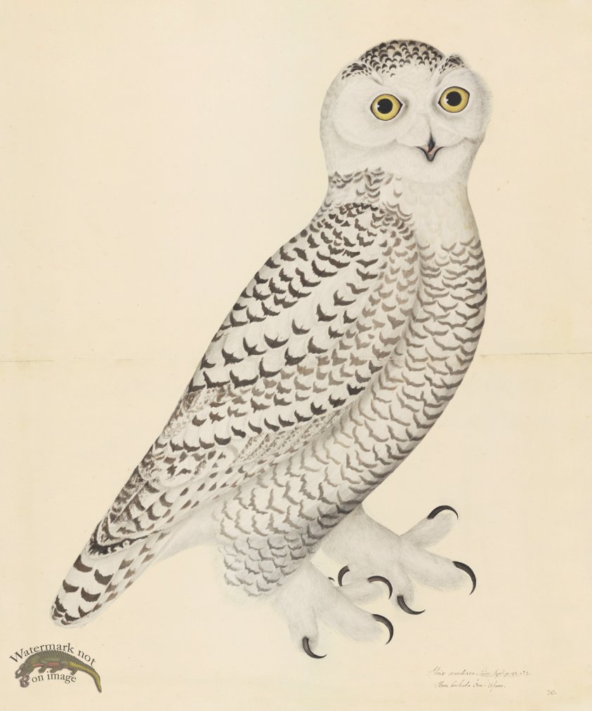 SNOWY OWL, JUVENILE, MALE . PL 30