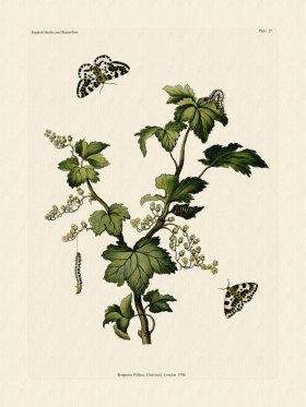 (image for) Wilkes Butterflies 027