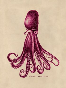 Octopus Pink 14