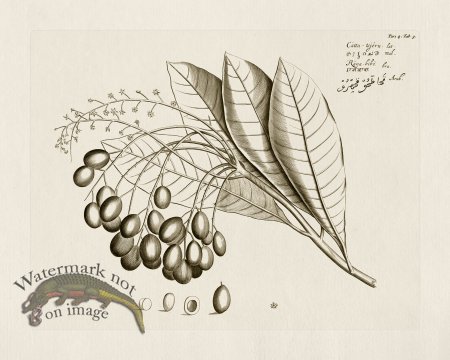 (image for) HORTUS VOL 04 09