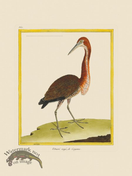 (image for) Martinet Bird 860