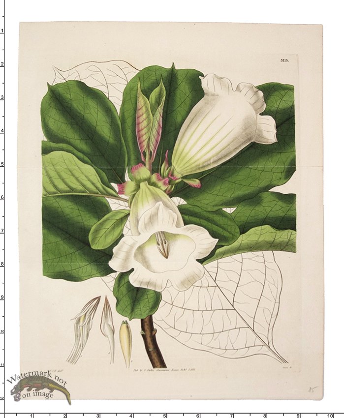 (image for) Curtis Botanical 041 - Click Image to Close