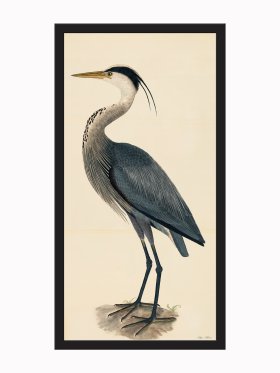 (image for) Rudbeck CFA_BF 36 Blue Heron