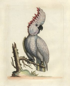 Edwards Parrot 03.jpg