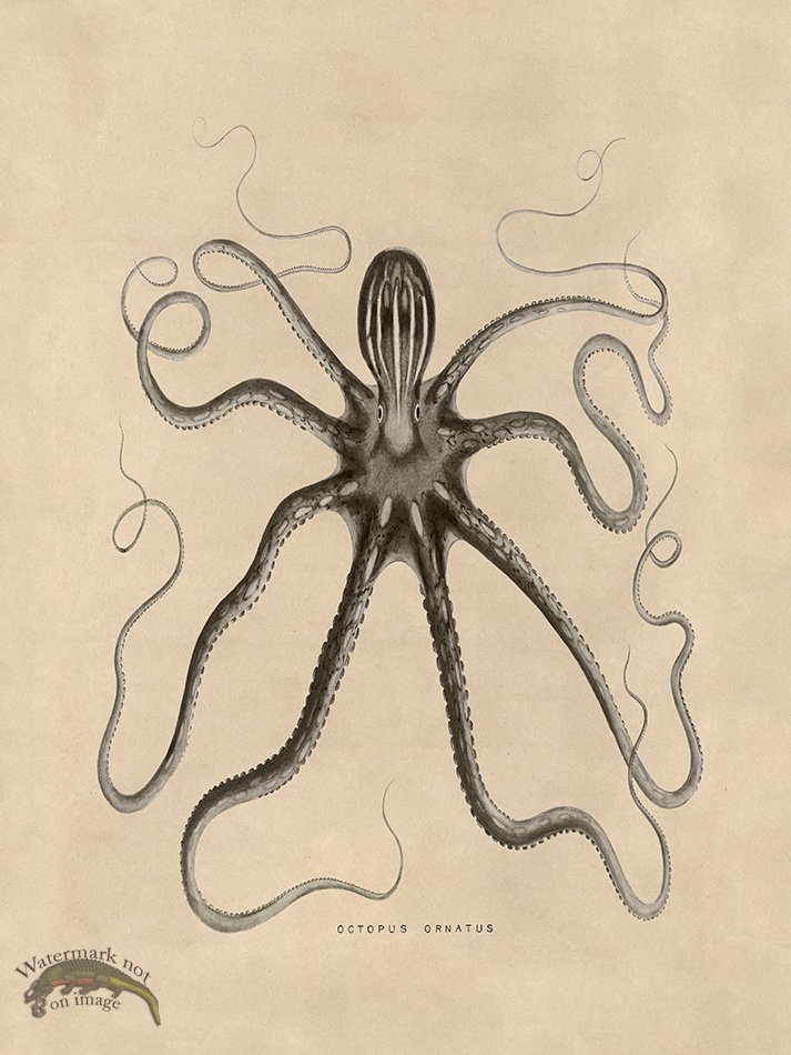 (image for) Octopus Tan 18