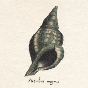 Merian Shell 12