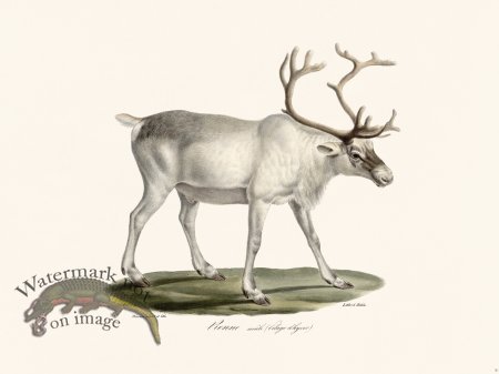 (image for) Cuvier 009 White Reindeer