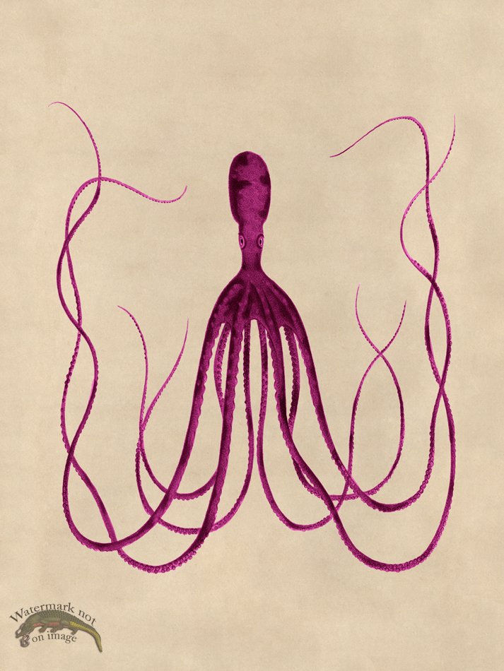 (image for) Octopus Pink 23