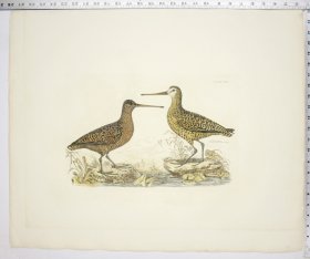 (image for) Sabines Snipe & Brown Snipe, Summer Plumage