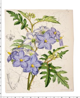 (image for) Curtis Botanical 020