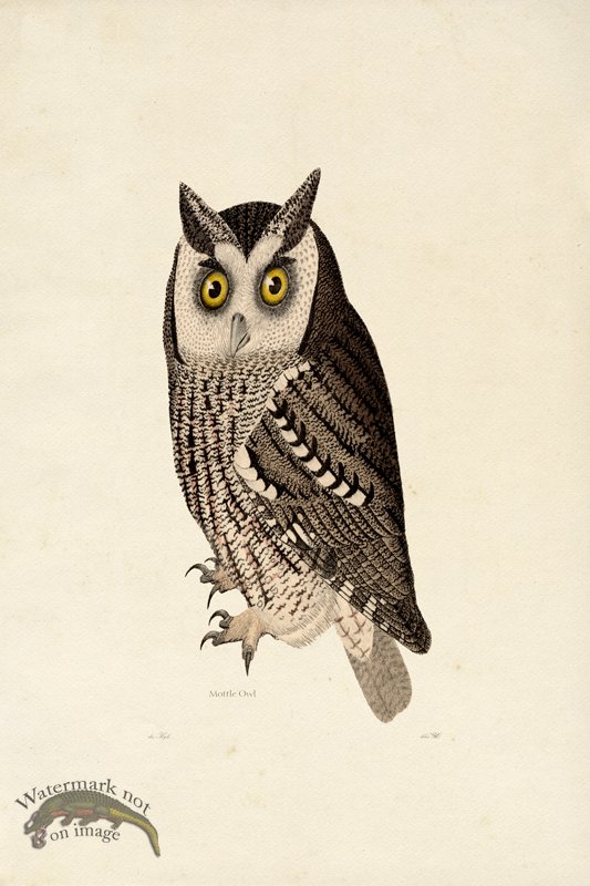 (image for) KO 14 Male Mottle Owl