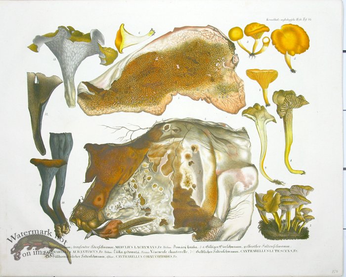 (image for) Mushroom Atlas 23 - Click Image to Close