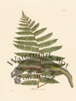 Hooker Fern 08