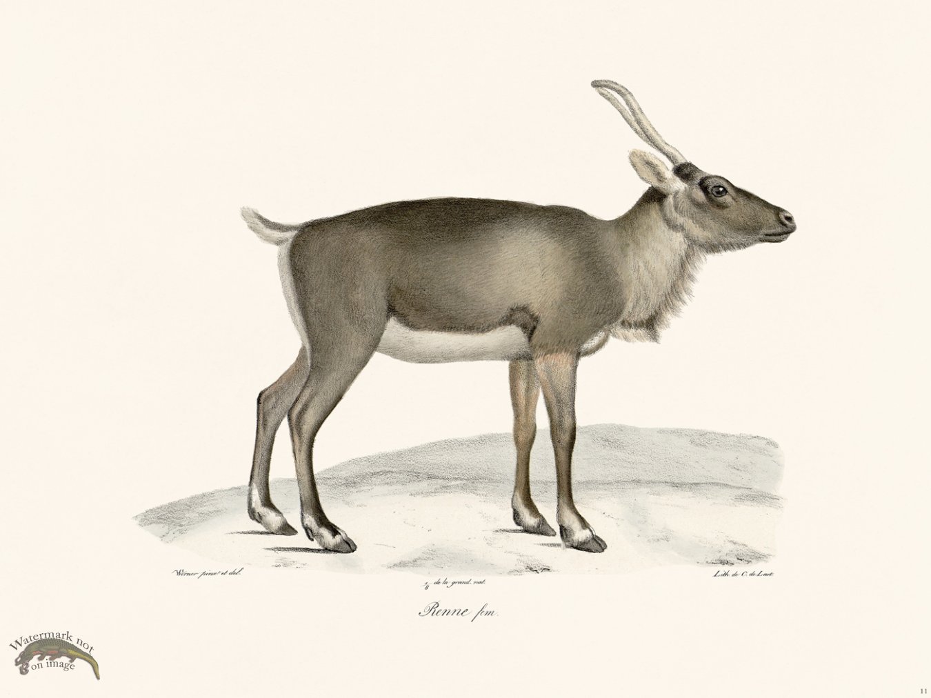 (image for) Cuvier 011 Reindeer Faun