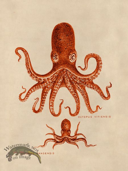 (image for) Octopus Orange 13