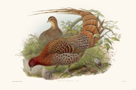 Gould Game Bird 002