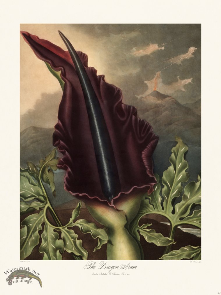 (image for) 23 The Dragon Arum