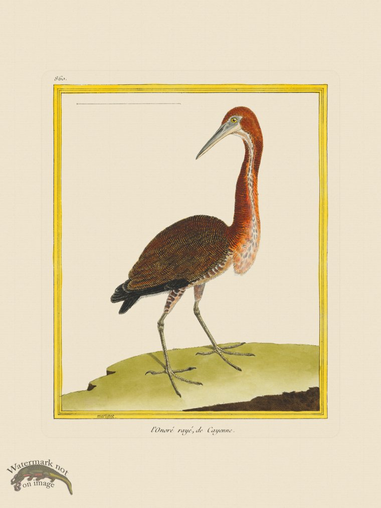 (image for) Martinet Bird 860