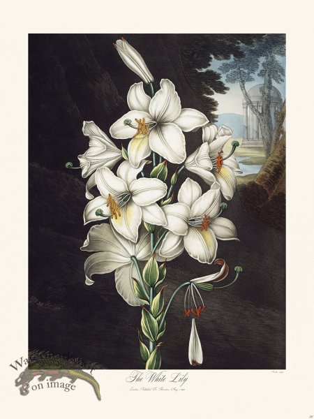 (image for) 21 The White Lily