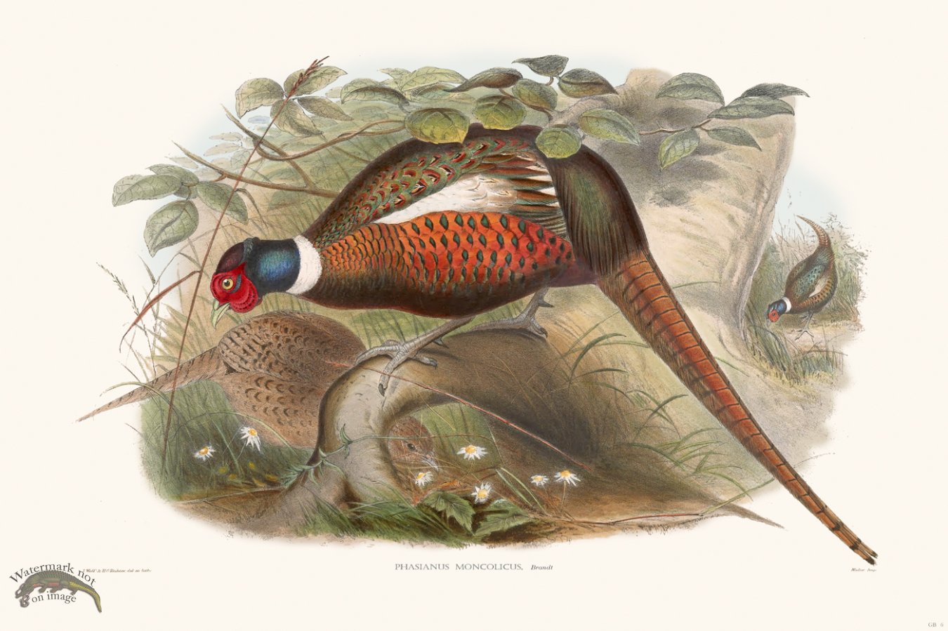 (image for) Gould Game Bird 006