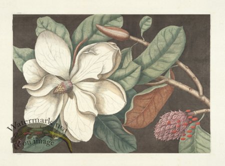 (image for) Catesby Magnolia 1