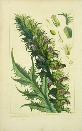 AGRIMONIA, AGRIMONY, Philip Miller Large Antique Botanical Print fashion 1760