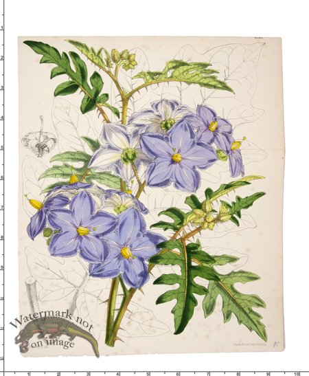 (image for) Curtis Botanical 020