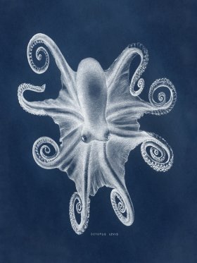 Octopus Blue 03