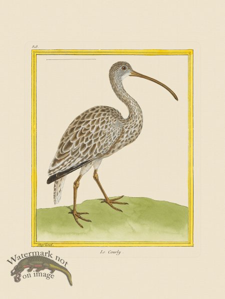 (image for) Martinet Bird 818