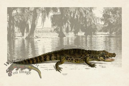 (image for) American Alligator